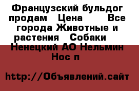 Французский бульдог продам › Цена ­ 1 - Все города Животные и растения » Собаки   . Ненецкий АО,Нельмин Нос п.